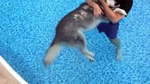 Immerge il suo cane anziano nella piscina: in poco tempo avviene l'impossibile