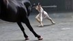 Una ballerina inizia a danzare, ma ciò che fa il suo compagno è formidabile!