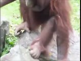 Un orango tenta di salvare un uccellino che sta per annegare: ce la farà?