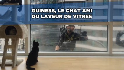 Guiness, le chat ami du laveur de vitres.
