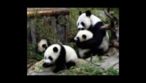 Sesso da record per due panda