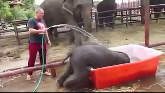 L'elefantino deve fare la doccia: quello che succede fa morire tutti dalle risate!