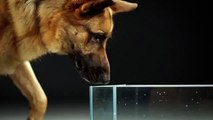 Un video in slow motion svela un segreto affascinante sui cani