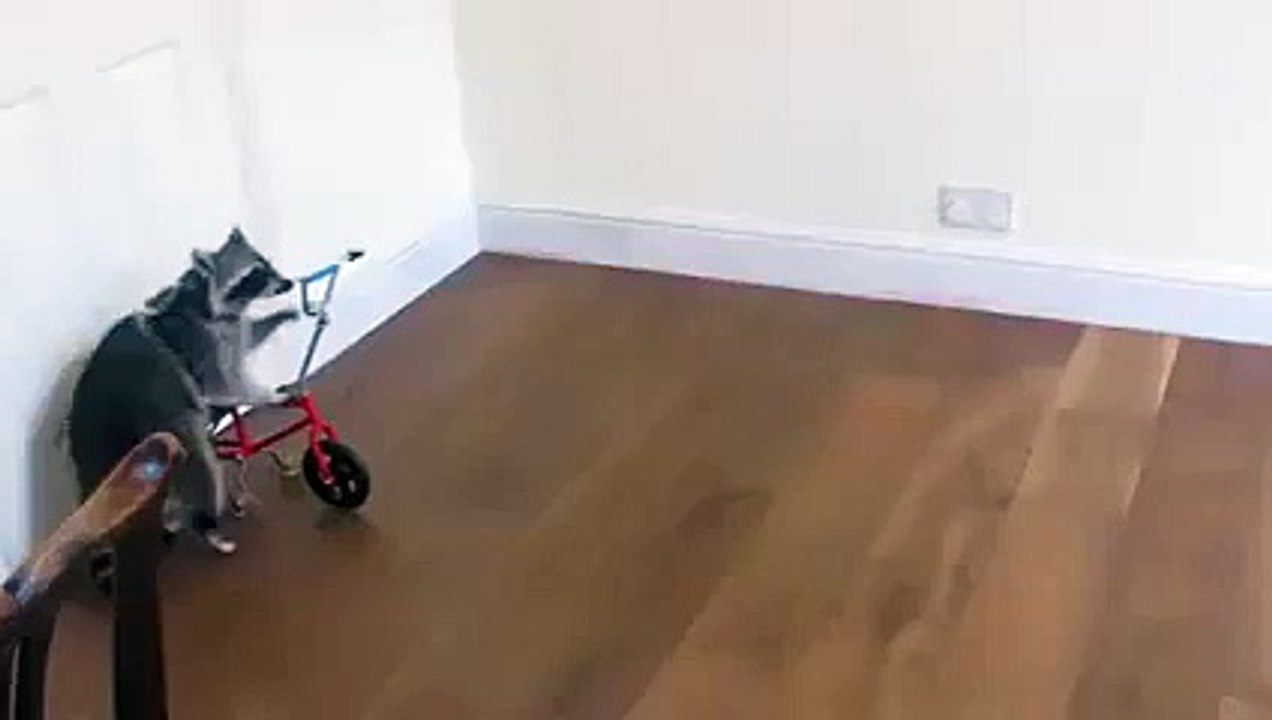 Funny Raccoon Riding a Bike