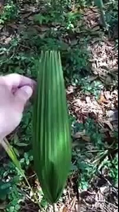 Stanno passeggiando nel bosco, ma qualcosa di assurdo attira la loro attenzione...