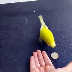 Trop bien dressée cette perruche