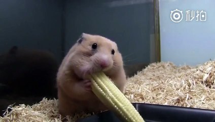 Büyüklüğü kendisi kadar olan mısır koçanını yuttu