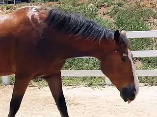 Download Video: Questo cavallo si diverte un mondo ma... non stategli vicino!