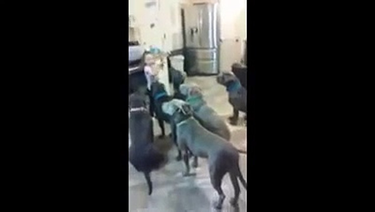 Guardate cosa fa questa bimba con 6 pitbull: e questi sarebbero cani aggressivi?