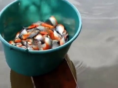 Quando ho visto come pescano i Piranha in Brasile sono rimasto senza parole!