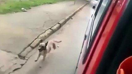 Questo cane segue fino in ospedale l'ambulanza con il padrone ferito!