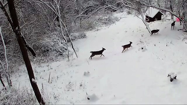 Mettono una telecamera nel bosco: quello che riprende vi farà sorridere