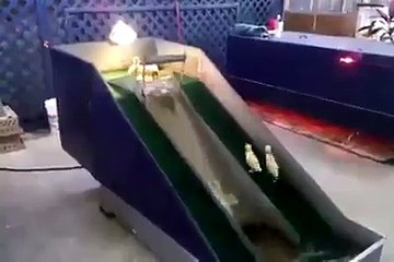 Queste paperelle hanno scoperto un nuovo gioco... commovente!