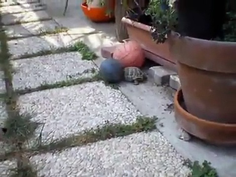 Quello che riesce a fare questa tartaruga vi lascerà senza parole