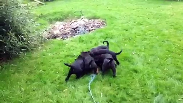 IMG_0570, berger belge noir