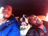 Due ragazzi cantano in macchina la loro canzone preferita, quello che fa il cane è stupefacente