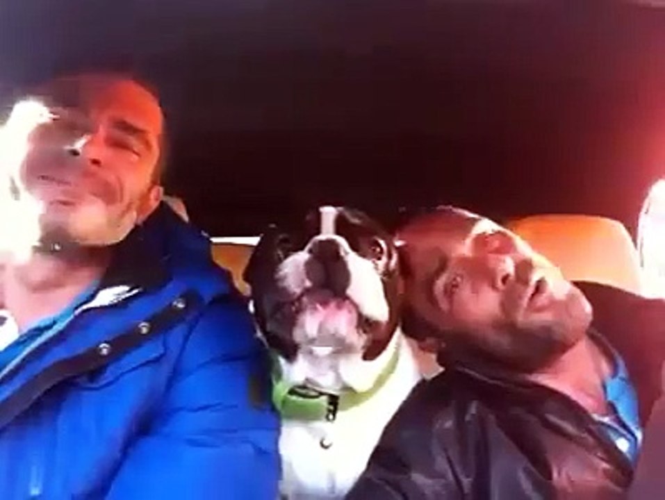 Due ragazzi cantano in macchina la loro canzone preferita, quello che fa il cane è stupefacente