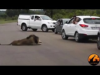 Leone accenna di aggredire turisti che avevano tirato giù il finestrino durante un Safari