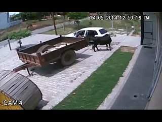 Ecco Un Crimine Perfetto In Meno Di 60 Secondi, E Voi Riuscireste A Fare Di Meglio?