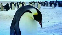 Lo straziante video di mamma pinguino che piange il suo piccolo morto assiderato