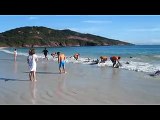 Turisti aiutano delfini spiaggiati