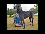 I cani più grandi al mondo