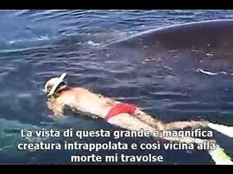 La balena sembrava morta, ma invece..