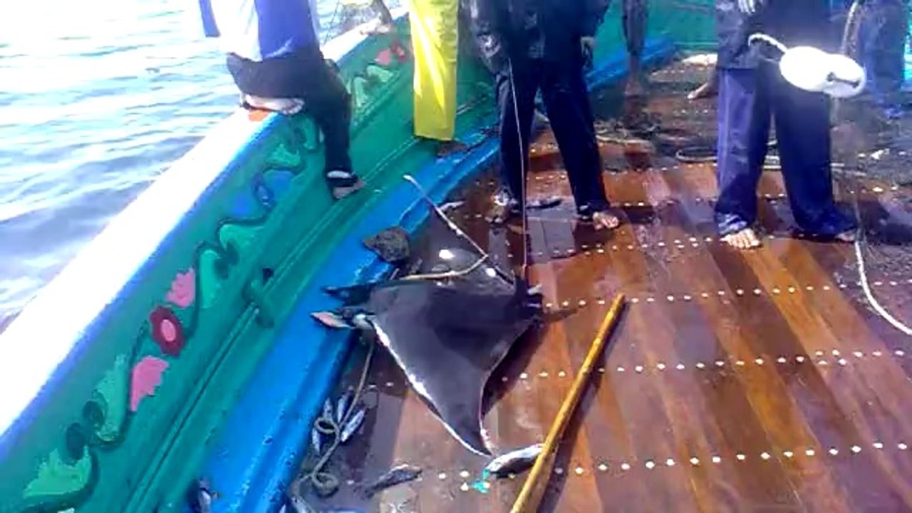 Entangled mobulid ray rescued by fisherman in Balochistan
