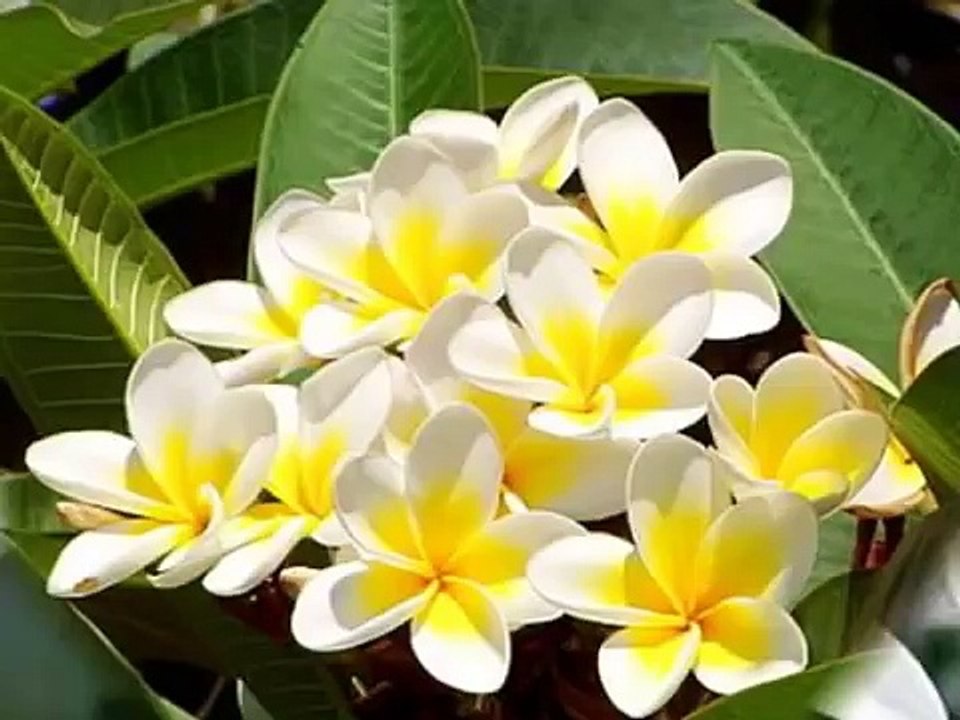 عازار حبيب - وين ما كنت تكوني...