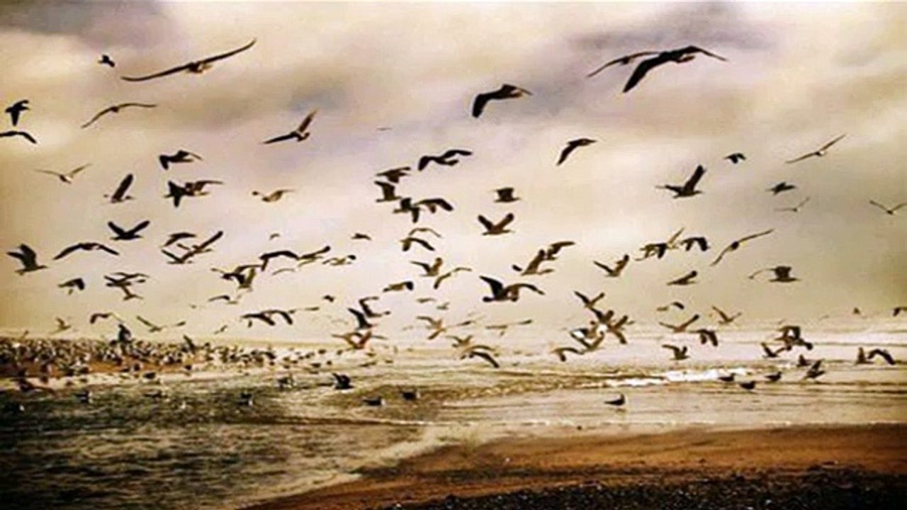 عازار حبيب _ لولاكي يا ملاكي