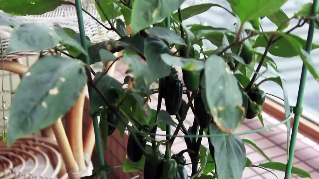 MAN EATS RAW SQUID AND PUKE (BATSU GAME)