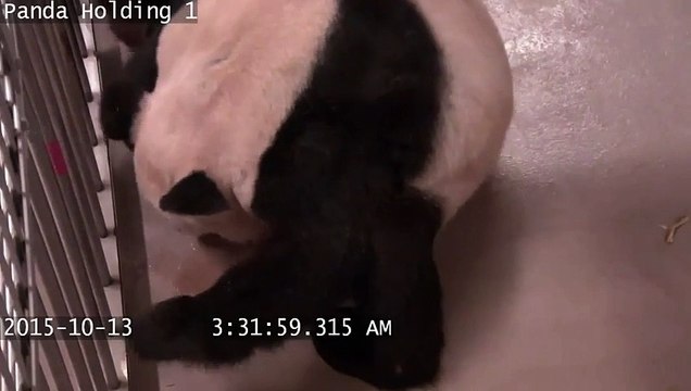 Quand une femelle panda donne naissance à des jumeaux