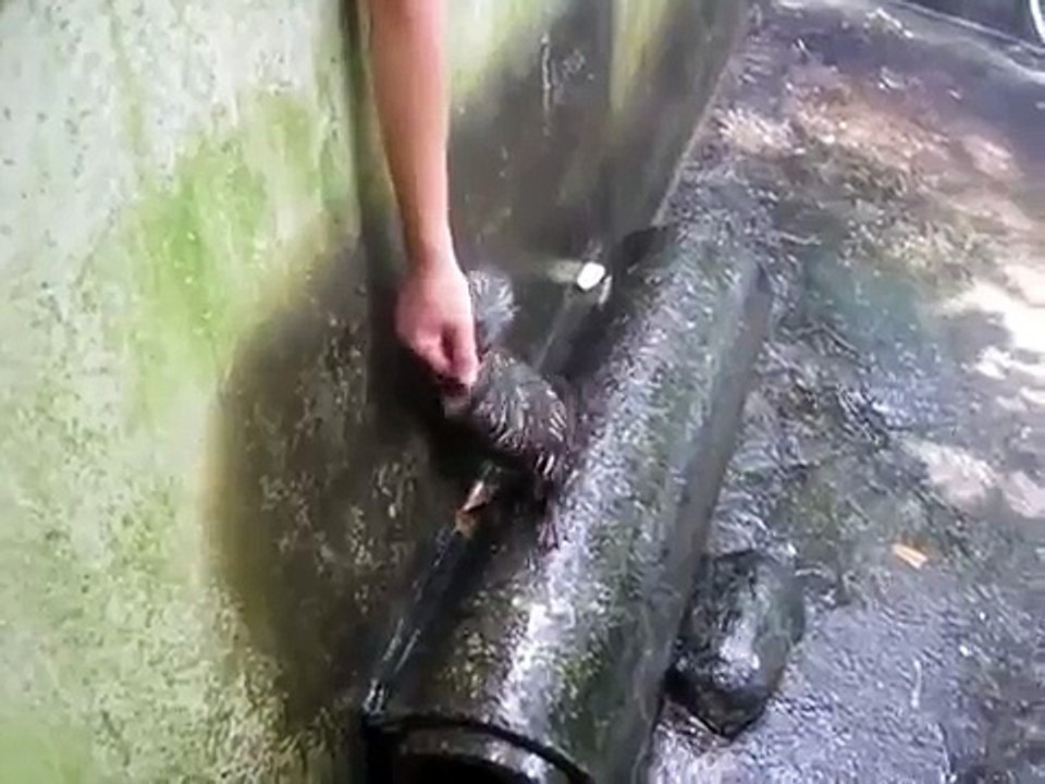 ВЫДРА ЖАЛУЕТСЯ