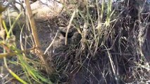 Une GoPro tombe dans un nid de serpents à sonnette