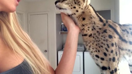 Zeus the African wild cat says 'mamma'