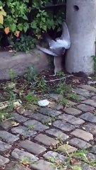 Sanglant Duel entre un Rat et un Pigeon dans les Rues de New York