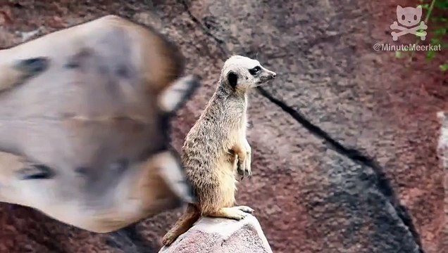 Meerkat gets busted for public urination!