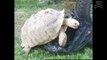 Turtle dry humps a pile of garbage