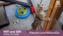 Crib Cat with Carrie Ann Inaba: Meet Wifi and Siri
