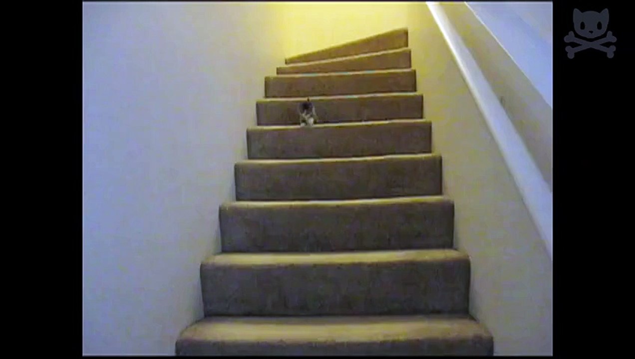 drunk kitten falls down steps