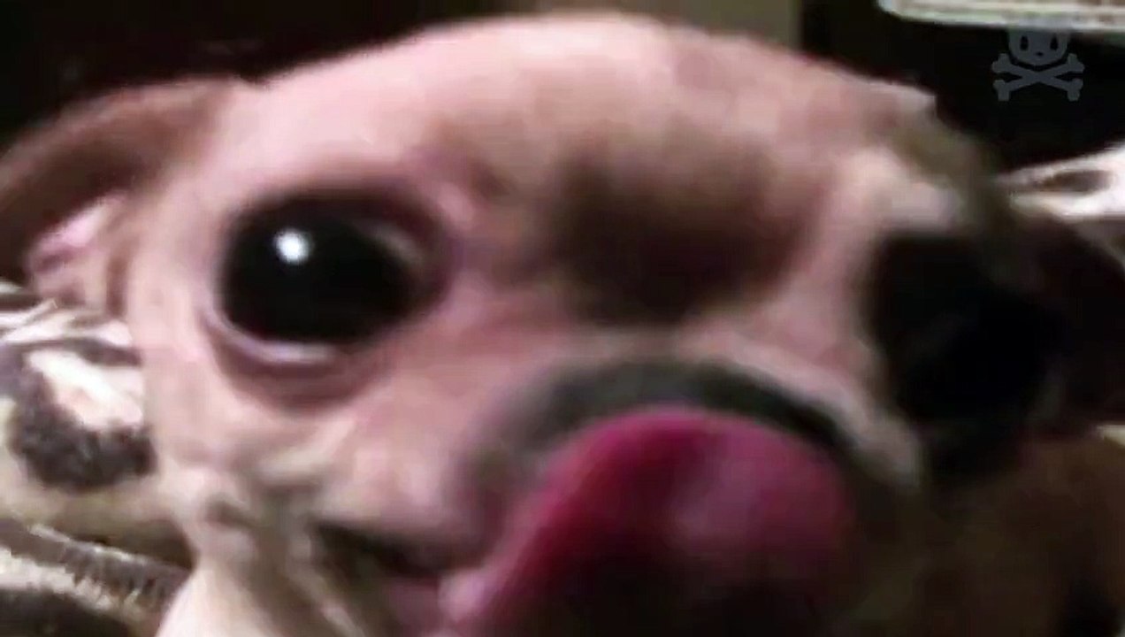 frightening dog makes frightening sound