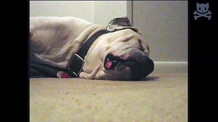 sleeping dog gets cheeky