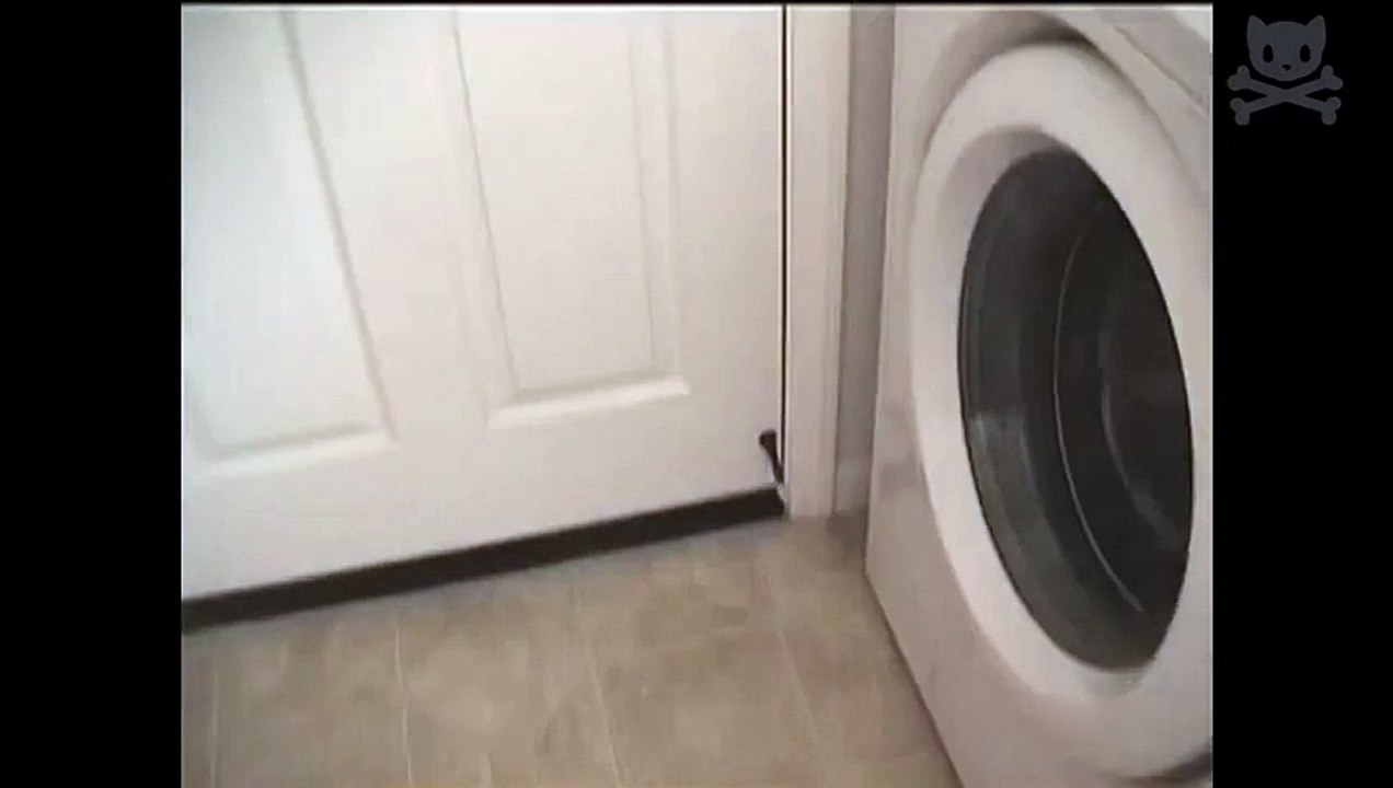 rabid dog attacks doorstop