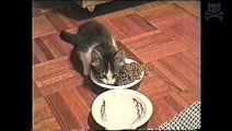 nicki minaj kitten sings while she eats