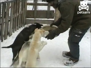 Starving puppies ride foodie go round