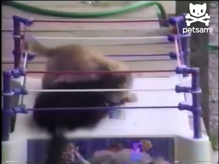 Tough kittens wrestle in the ring