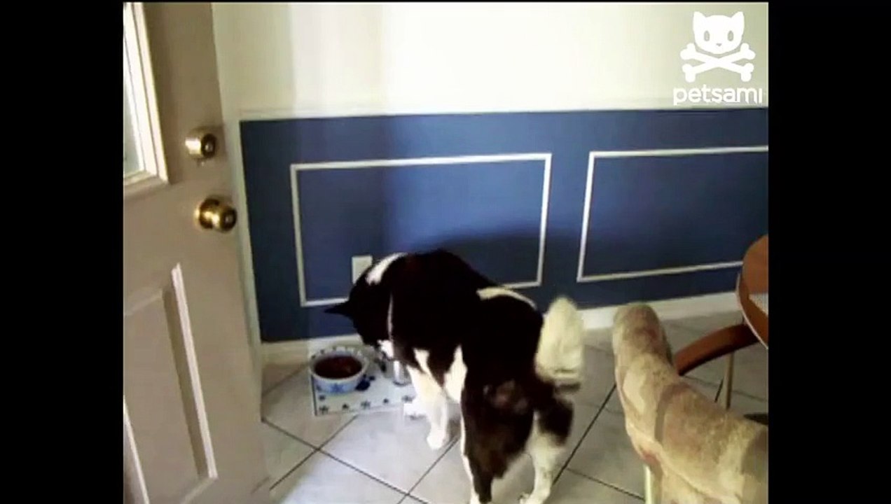 Confused canine stuck behind missing glass door