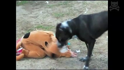 scooby doo gets beaten up by a bigger dog
