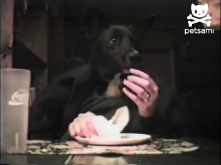 Proper pup eats with human hands