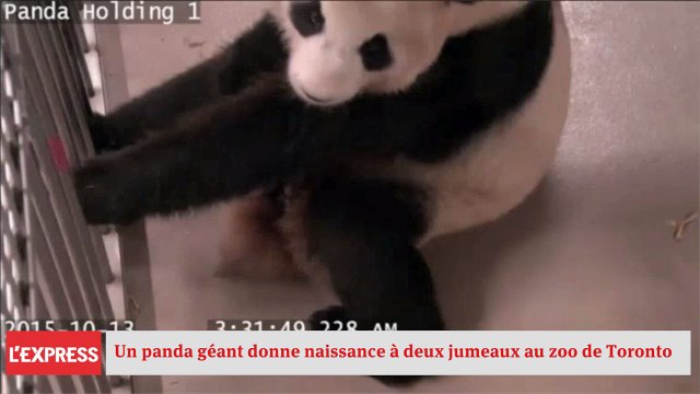 Un panda géant donne naissance à deux jumeaux au zoo de Toronto